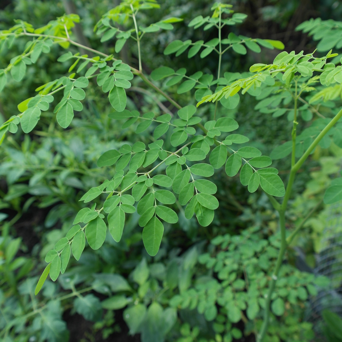 Foliage of Moringa oleifera